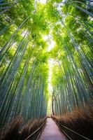 bamboebos in het bos in arashiyama, kyoto foto