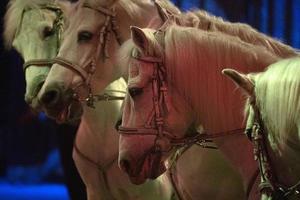 circus paarden Aan zwart achtergrond foto