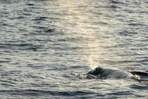 blazen van sperma walvis Bij zonsondergang terwijl blazen adem foto