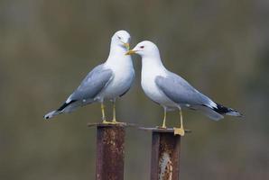 paar- van familie van mannetje en vrouw gemeenschappelijk meeuwen - Larus canus - zorgzaam voor elk andere Aan de nest gebied in fokken seizoen foto