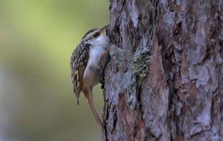 Euraziatisch boomkruiper - zeker vertrouwd is - strak zittend Aan een boom schors van pijnboom boom in voorjaar Woud foto