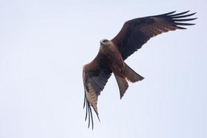 vliegend zwart vlieger - milvus migranten - maakt scherp beurt in lucht foto