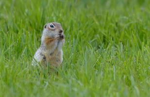 hongerig gespikkeld grond eekhoorn of gevlekte souslik - spermophilus suslicus - feeds Aan groen fabriek onderdelen in zomer seizoen foto