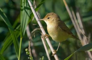 jong moeras grasmus - acrocephalus palustris - poseren Aan riet stengels in struiken foto