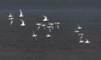 groot kudde van weinig stints - calidris minutieus - in vlucht over- dor land- gedurende herfst migratie foto