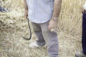 gereedschap labrador in natuur foto