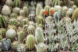 cactus levend in een markt foto