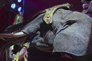 circus olifant tonen foto