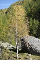 berg visie met boom foto