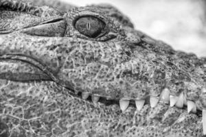 krokodil alligator oog dichtbij omhoog foto