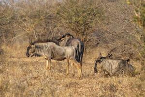 GNU Kruger nationaal park zuiden Afrika foto