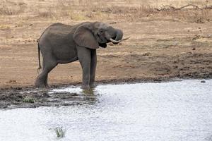 Afrikaanse olifant in de Kruger nationaal park, zuiden Afrika Bij de vijver foto