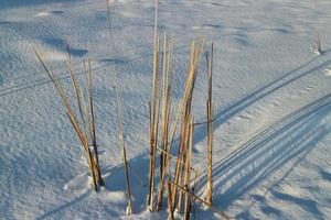 winter, droog riet in de sneeuw, wit sneeuw, lang schaduwen foto