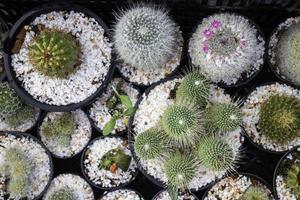 cactus plantenpotten
