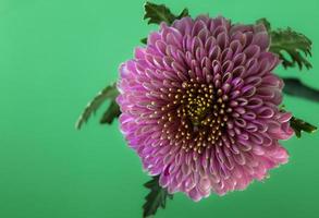 chrysant, schuin dichtbij omhoog met bladeren foto