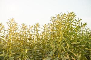 sesam Aan boom in fabriek foto