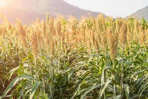 gierst of sorghum op het gebied van veevoer foto