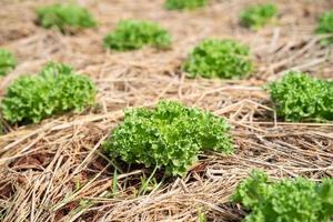 groen mosterd planten in de platteland foto