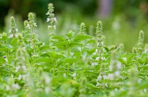 basilicum veld met bloemen foto