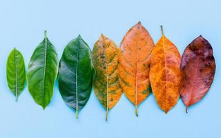 rij van herfstbladeren foto