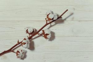 katoen Afdeling met droog bloemen, dichtbij omhoog foto