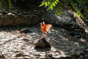 rood ibis koestert zich in de zon foto