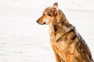 mooi roodharig binnenplaats hond Aan sneeuw foto