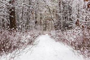 mooi winter Woud met een geslagen pad foto