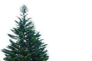 groen pijnboom boom geïsoleerd Aan wit achtergrond, kerstmis boom foto