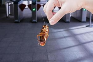 kakkerlak met binnen de gebouw, elimineren kakkerlak in gebouw, appartement, huis, stad, kakkerlakken net zo dragers van ziekte geëlimineerd idee krijgen ontdoen van insecten en zetten insect bescherming systemen foto