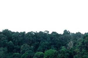 groen tropisch Woud geïsoleerd Aan wit achtergrond foto
