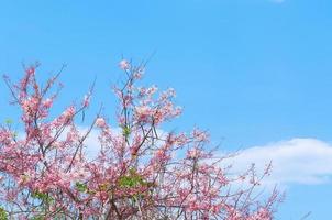 kers bloesems, roze bloemen Aan blauw lucht voor achtergrond foto