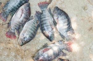 vers tilapia in water boerderij, vis in de kooi, vis landbouw in Thailand foto