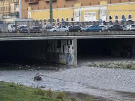 varkens koorts wild zwijn in Genua stad- bisagno rivier- stedelijk dieren in het wild foto