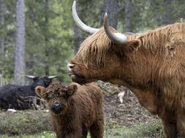 hooglander Schotland harig koe moeder en baby pasgeboren kalf foto