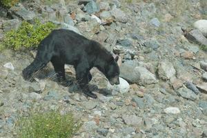 een zwart beer achtervolgen haar prooi in Alaska foto