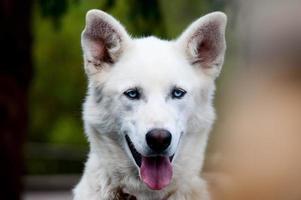 Alaska malamute schor slee hond portret foto