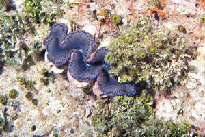 blauw kleur reusachtig tridacna clam onderwater- foto