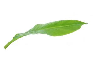 banaan blad geïsoleerd Aan wit achtergrond, met knipsel pad. foto