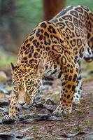 portret van jaguar foto