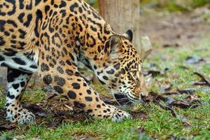 portret van jaguar foto