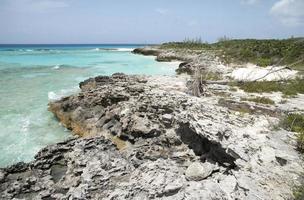 voor de helft maan cay eiland rotsachtig strand met een gedaald boom foto