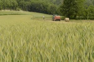 tarwe veld- voordat oogsten foto