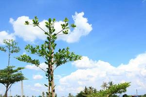 terminalia ivorensis- deze is een klein bladerrijk boom inheems naar de bossen van west Afrika. en wit en blauw luchten gedurende heet en zonnig dagen in de platteland. fabriek een tuin - maken het mooi foto