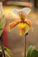 parvisepalum orchideeën in kinderdagverblijven in boeren tuinen dat zijn gegroeid voor uitverkoop en exporteren Buitenland in Europa en Amerika zijn mooi bloemen. foto