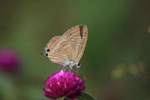 klein grijs haar gemeenschappelijk blauw vlinder is neergestreken Aan droog bloemen in zoeken van de zoetheid en zoutheid van de droog bloemen in natuur. foto