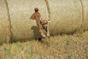 hond puppy cocker spaniel jumping van tarwe bal foto