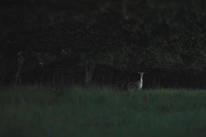 reeën aan de rand van het bos foto