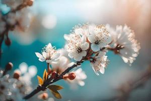 foto's takken van bloeiende kers macro met zacht focus Aan teder licht blauw lucht achtergrond in zonlicht met kopiëren ruimte. mooi bloemen beeld van voorjaar natuur, fotografie foto