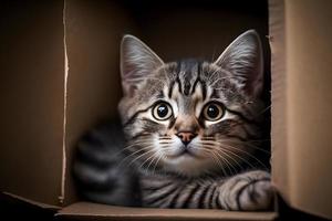 portret schattig grijs gestreept kat in karton doos Aan verdieping Bij huis fotografie foto